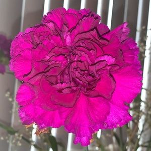 Meet your Posher, Francheska